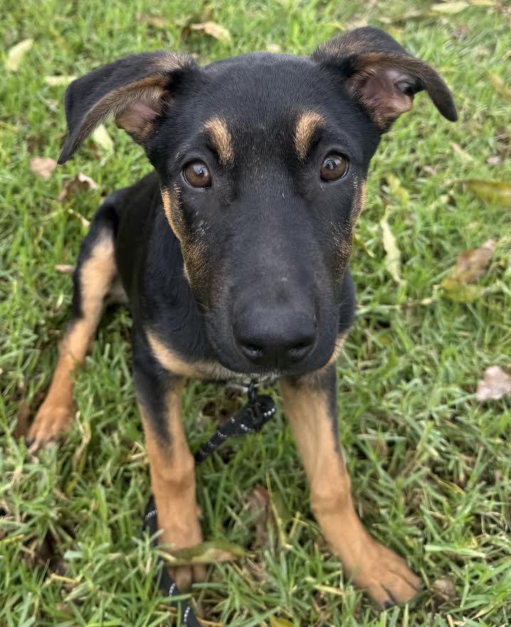 Everest, Adoptable, Young Male German Shepherd Dog.