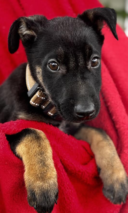 Everest, Adoptable, Young Male German Shepherd Dog.