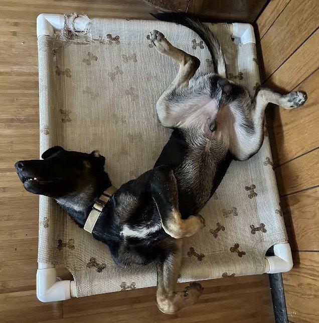 Enlarge Everest, a Adoptable mixed breed in Irvine, CA image 2/3