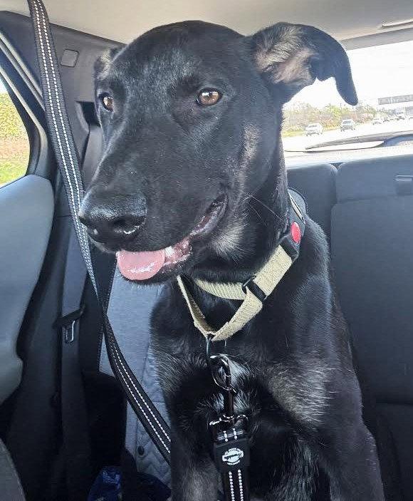 Enlarge Everest, a Adoptable mixed breed in Irvine, CA image 3/3