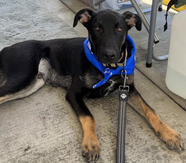 Enlarge Everest, a Adoptable German Shepherd Dog in Irvine, CA image 3/3