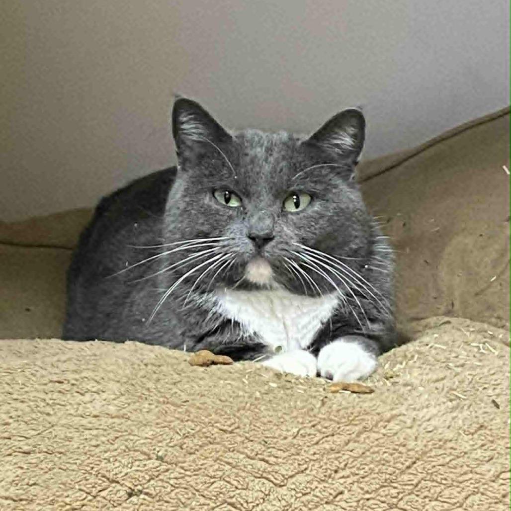 Enlarge Luna, a Adoptable Domestic Short Hair in Elbow Lake, MN image 1/1