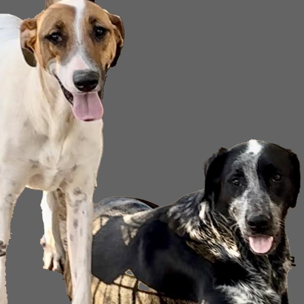 Enlarge Schuyler, a Adoptable mixed breed in Dallas, TX image 1/3