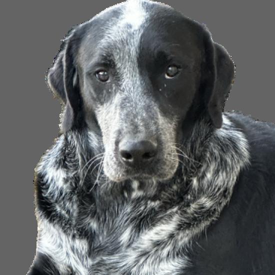 Enlarge Schuyler, a Adoptable mixed breed in Dallas, TX image 2/3