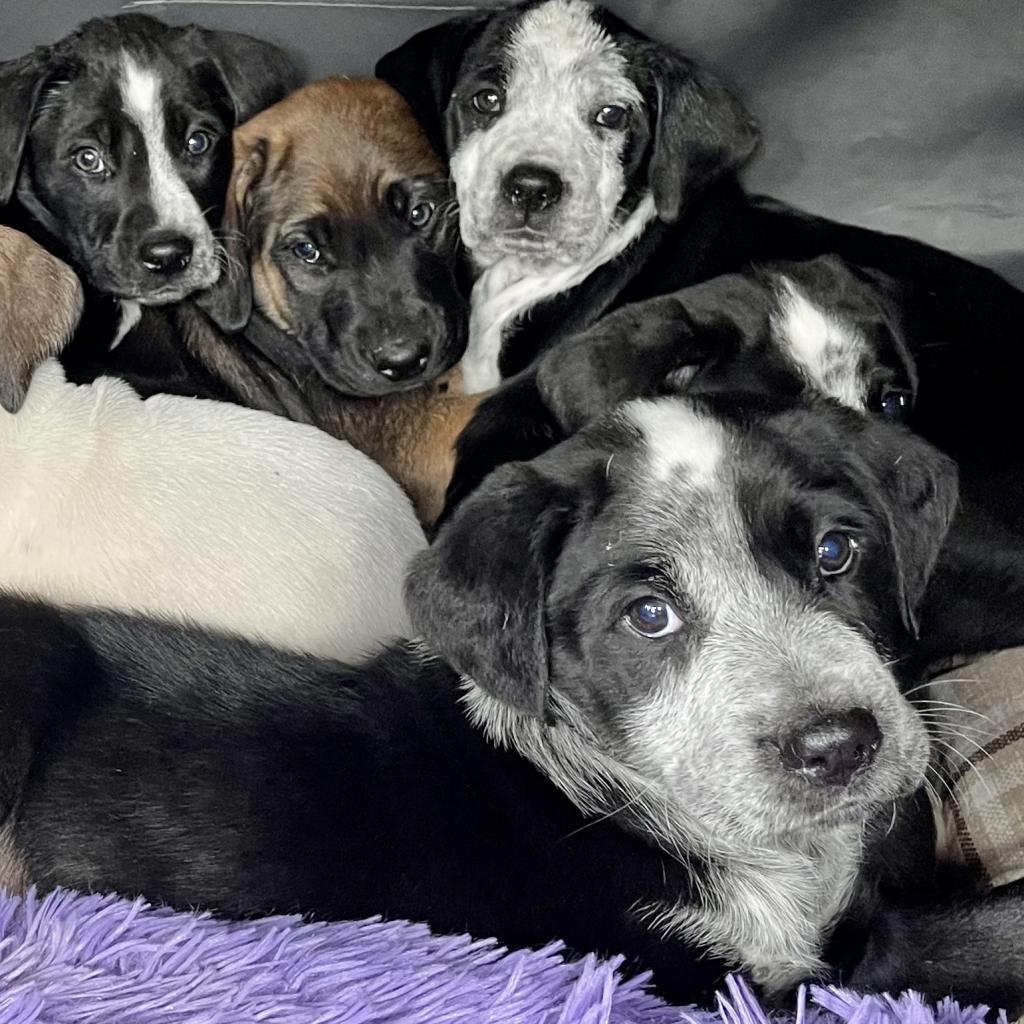 Enlarge Schuyler, a Adoptable mixed breed in Dallas, TX image 3/3