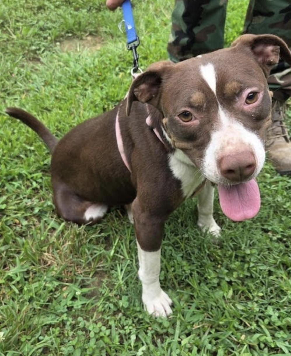 Enlarge Duchess Dream, a Adoptable mixed breed in Woburn, MA image 1/5