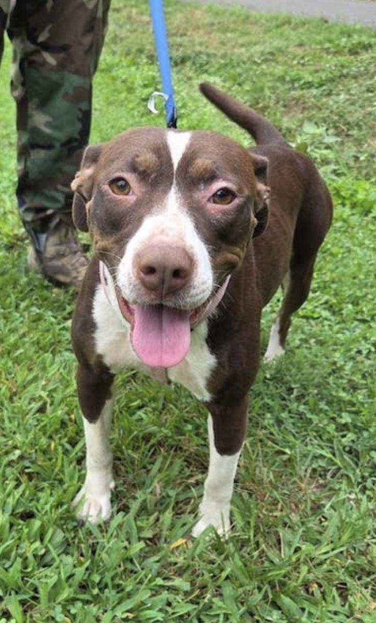 Enlarge Duchess Dream, a Adoptable mixed breed in Woburn, MA image 2/5