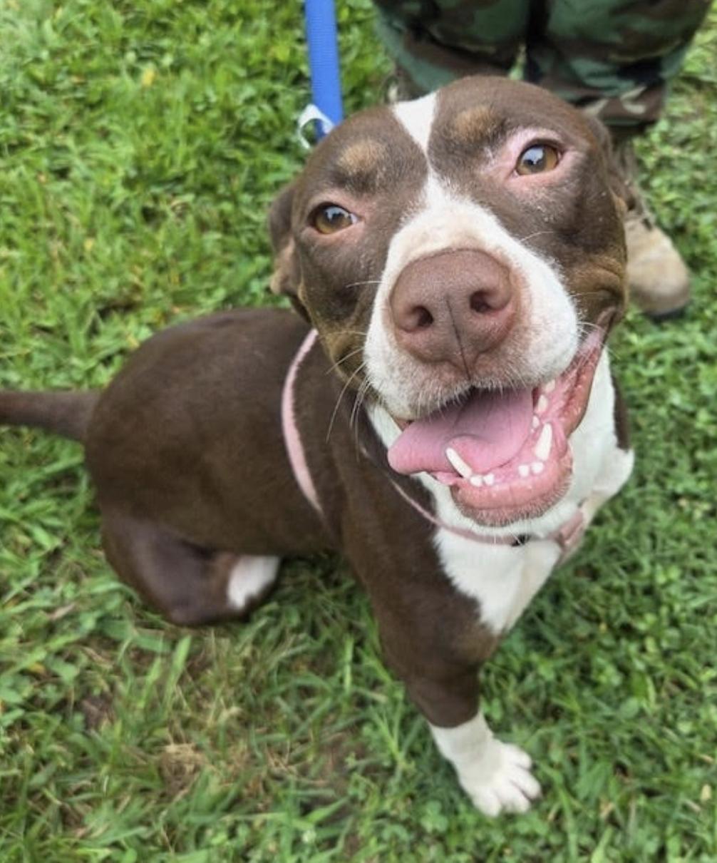 Duchess Dream — thumbnail 3