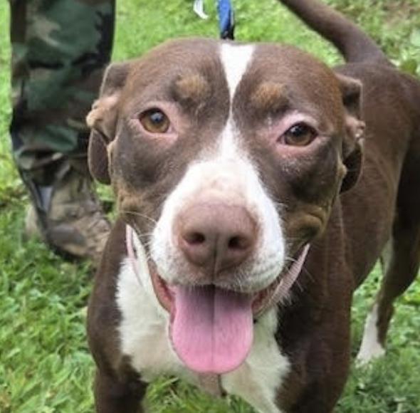 Enlarge Duchess Dream, a Adoptable mixed breed in Woburn, MA image 4/5