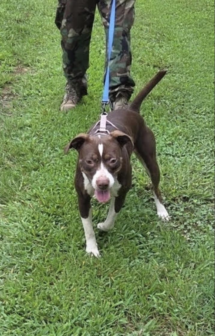 Enlarge Duchess Dream, a Adoptable mixed breed in Woburn, MA image 5/5