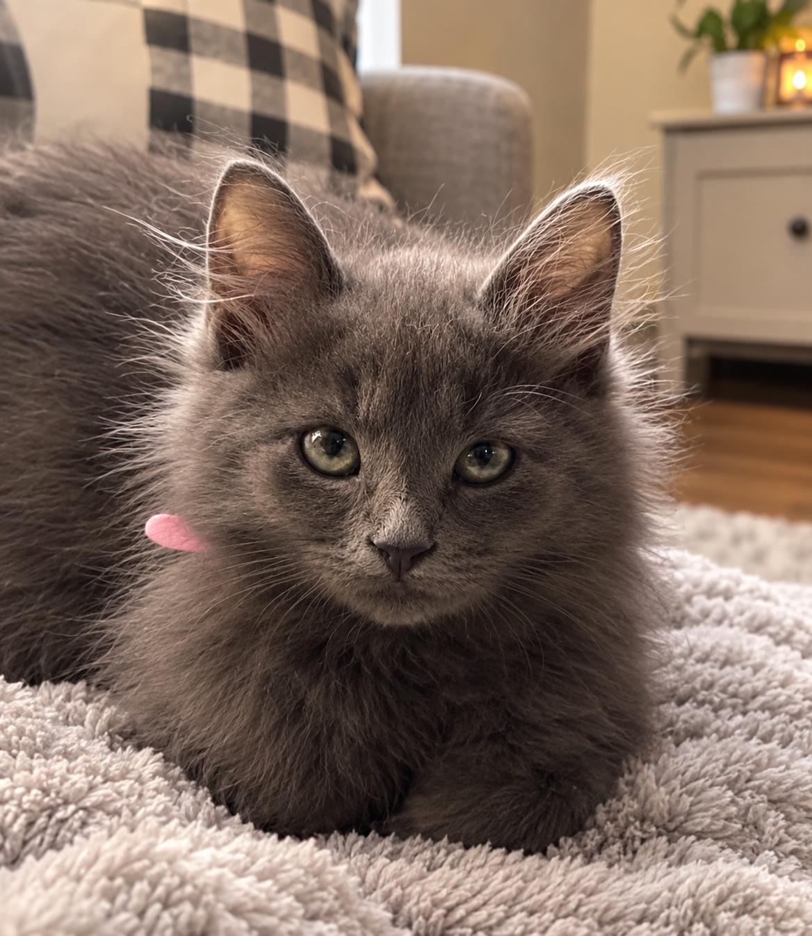 Enlarge LAILA, a Adoptable mixed breed in Mt laurel Township, NJ image 1/5