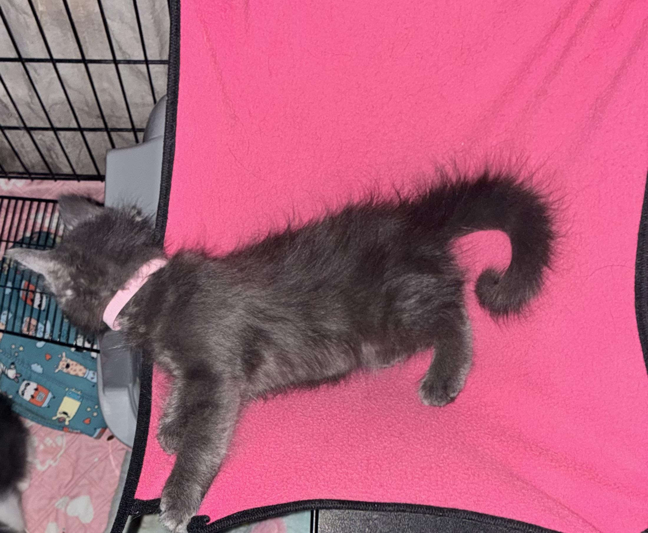 Enlarge LAILA, a Adoptable mixed breed in Mt laurel Township, NJ image 3/5