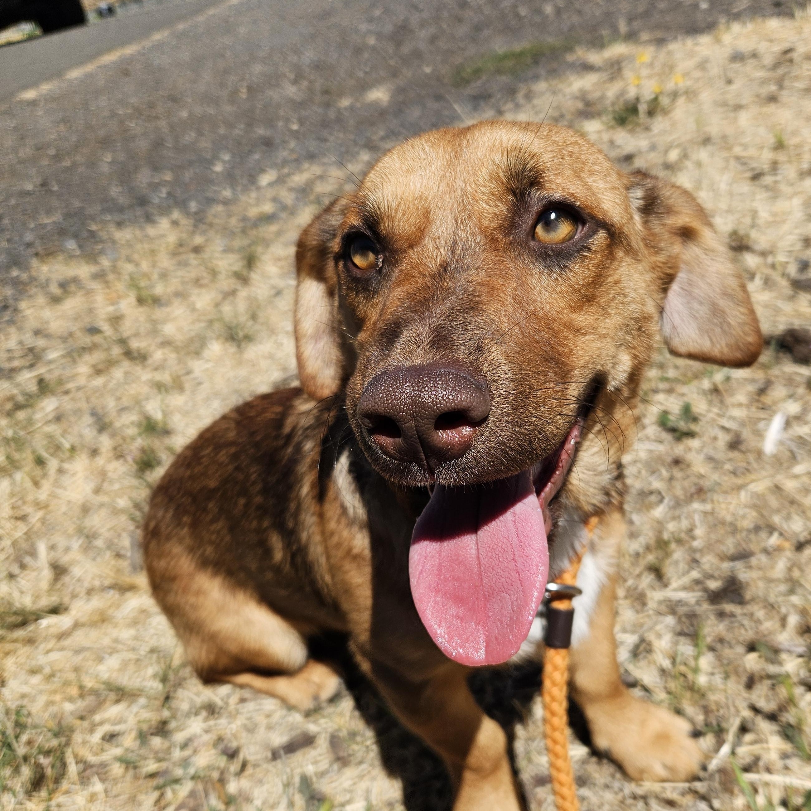 Enlarge Rainier, a Adoptable mixed breed in The Dalles, OR image 2/3