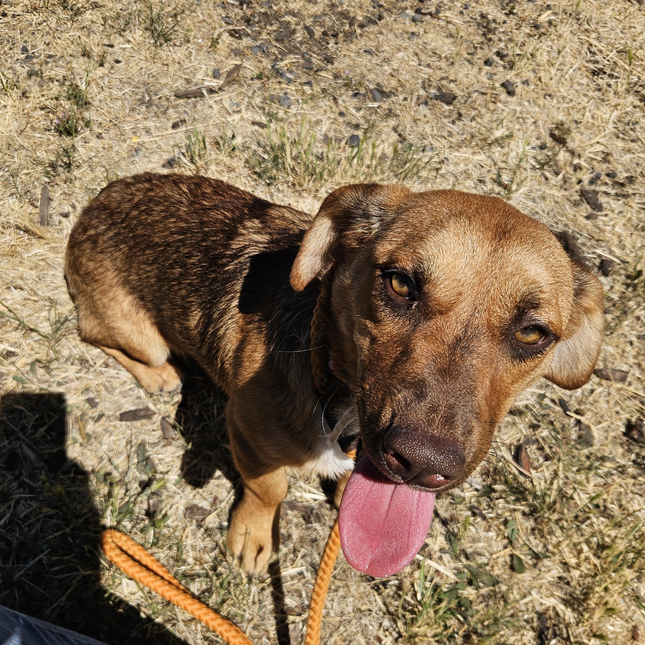Rainier, Adoptable, Young Female Cardigan Welsh Corgi.