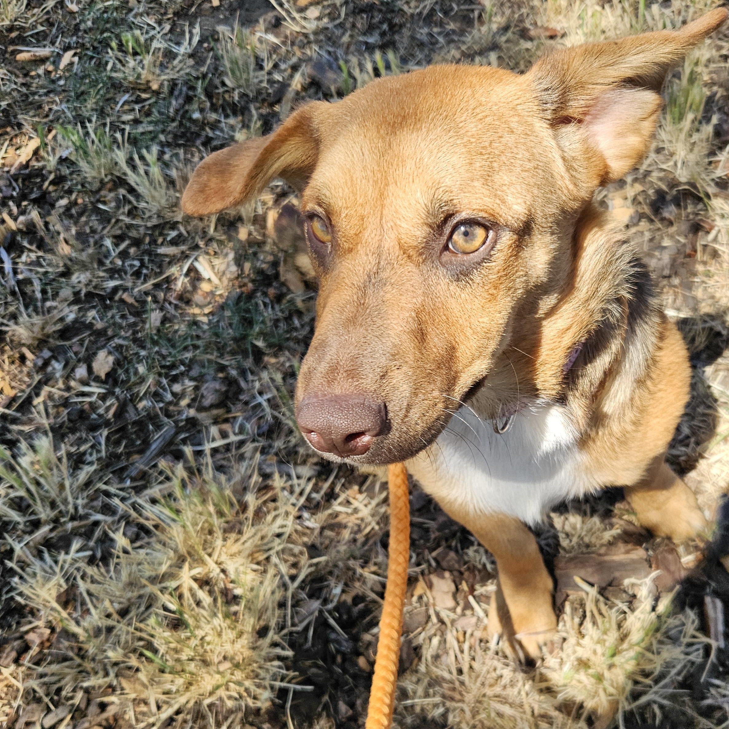 Enlarge Rainier, a Adoptable mixed breed in The Dalles, OR image 3/3