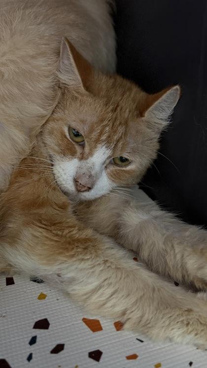 Enlarge 26-545 Cheeto, a Adoptable mixed breed in Barnesville, GA image 1/1