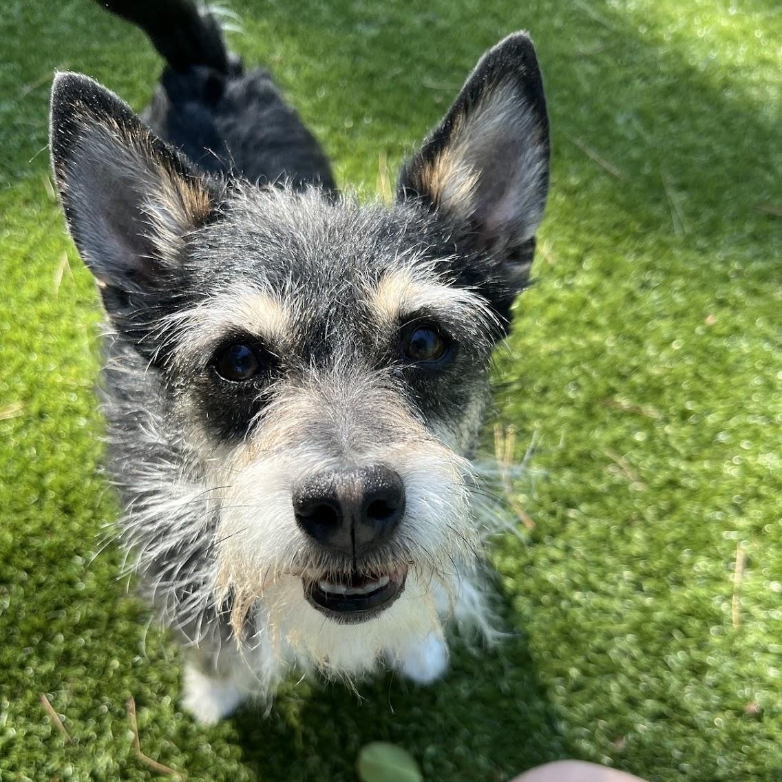 Enlarge Rex, a ADOPTABLE Wirehaired Terrier in Salisbury, NC image 1/6