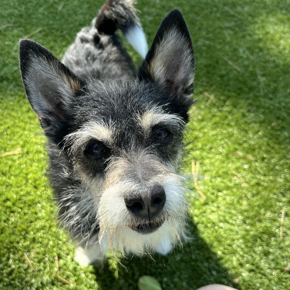 Enlarge Rex, a ADOPTABLE Wirehaired Terrier in Salisbury, NC image 5/6
