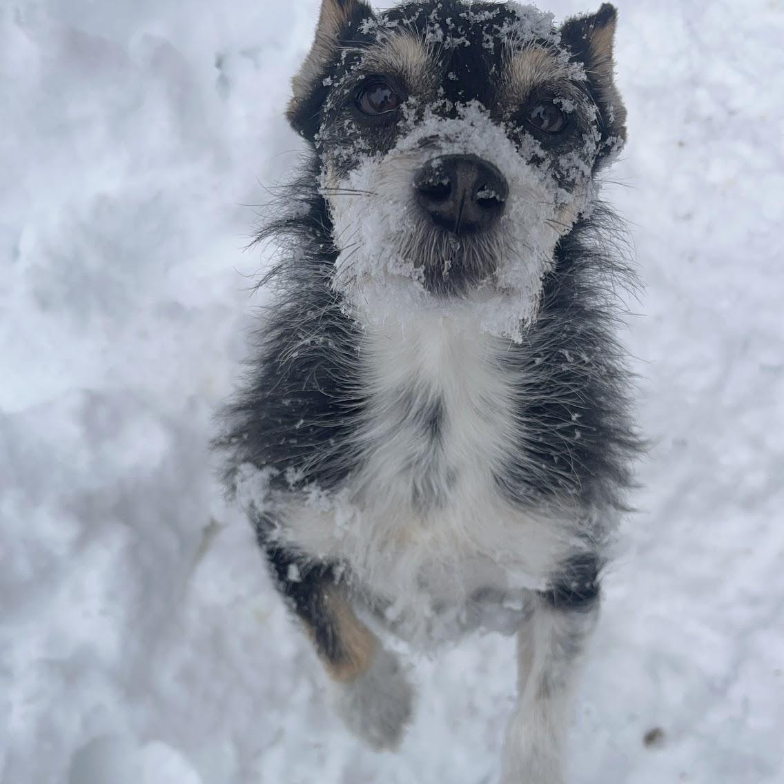 Enlarge Rex, a ADOPTABLE Wirehaired Terrier in Salisbury, NC image 2/6