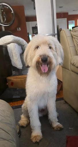 Shiloh, a Adoptable mixed breed in NYC, NY image 4/6