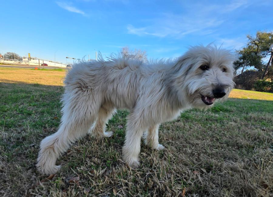 Shiloh, a Adoptable mixed breed in NYC, NY image 2/6
