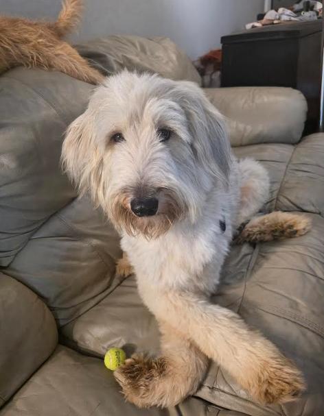 Shiloh, a Adoptable mixed breed in NYC, NY image 5/6