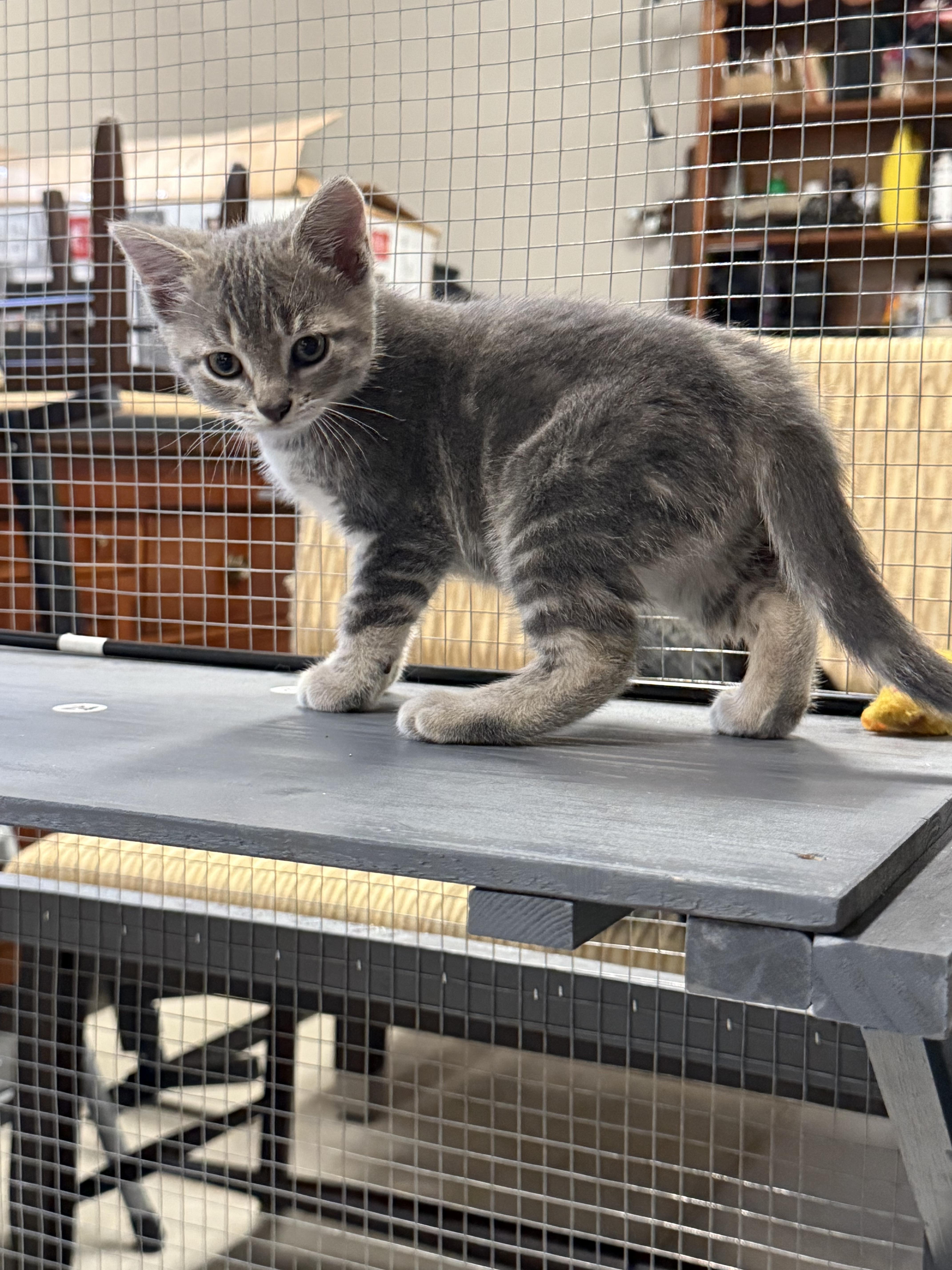 Zola (peaceful nature name meaning)