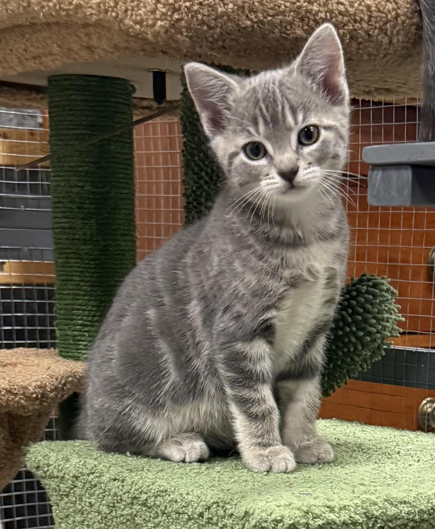 Zola (peaceful nature name meaning)