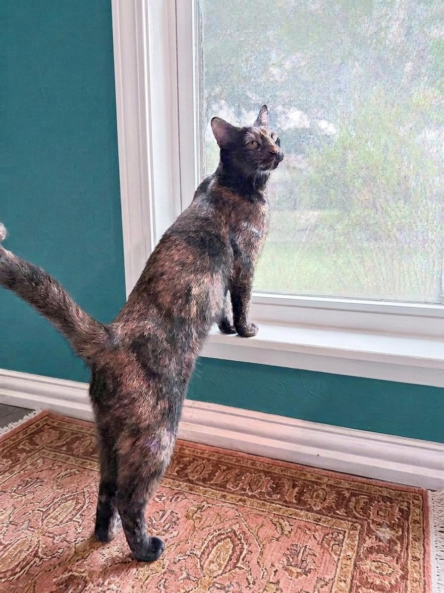 LuLu, a Adoptable Tortoiseshell in Allen, TX image 6/6