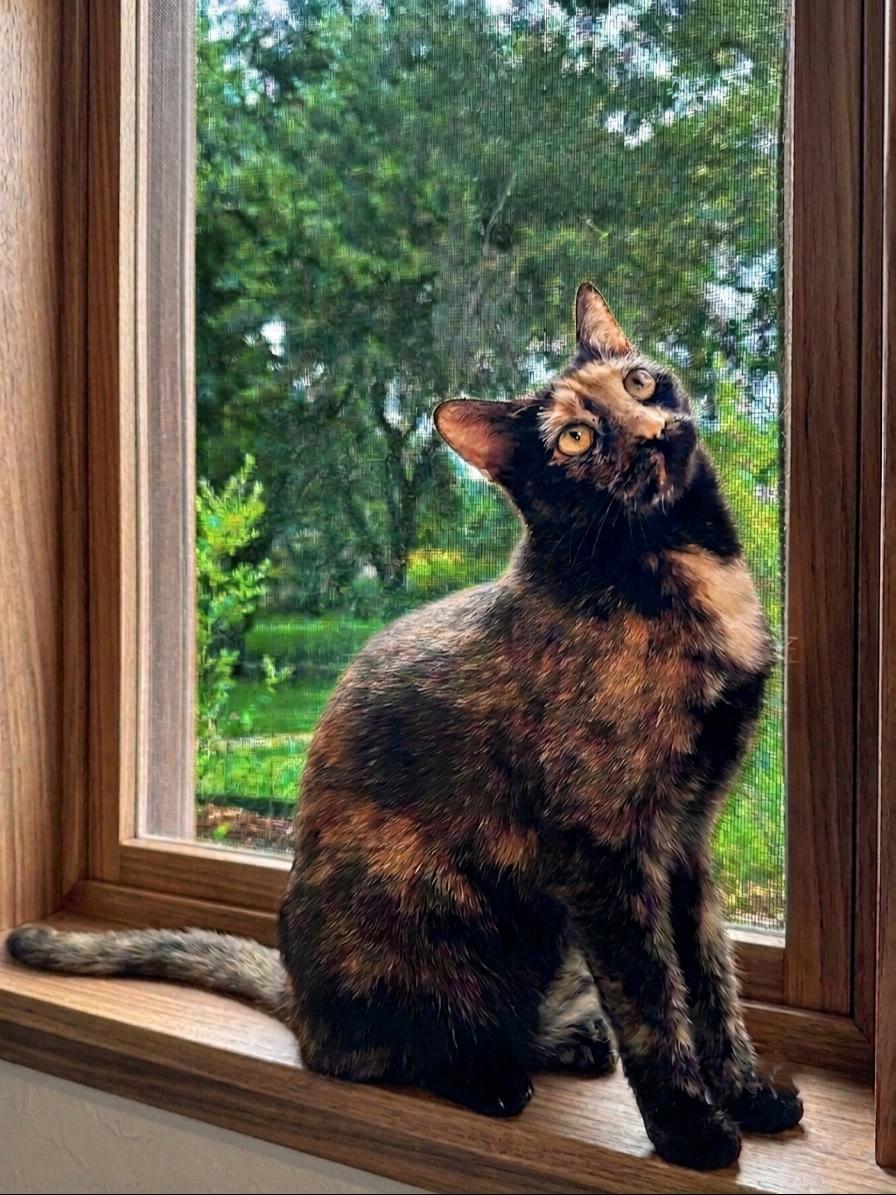LuLu, a Adoptable Tortoiseshell in Allen, TX image 2/6