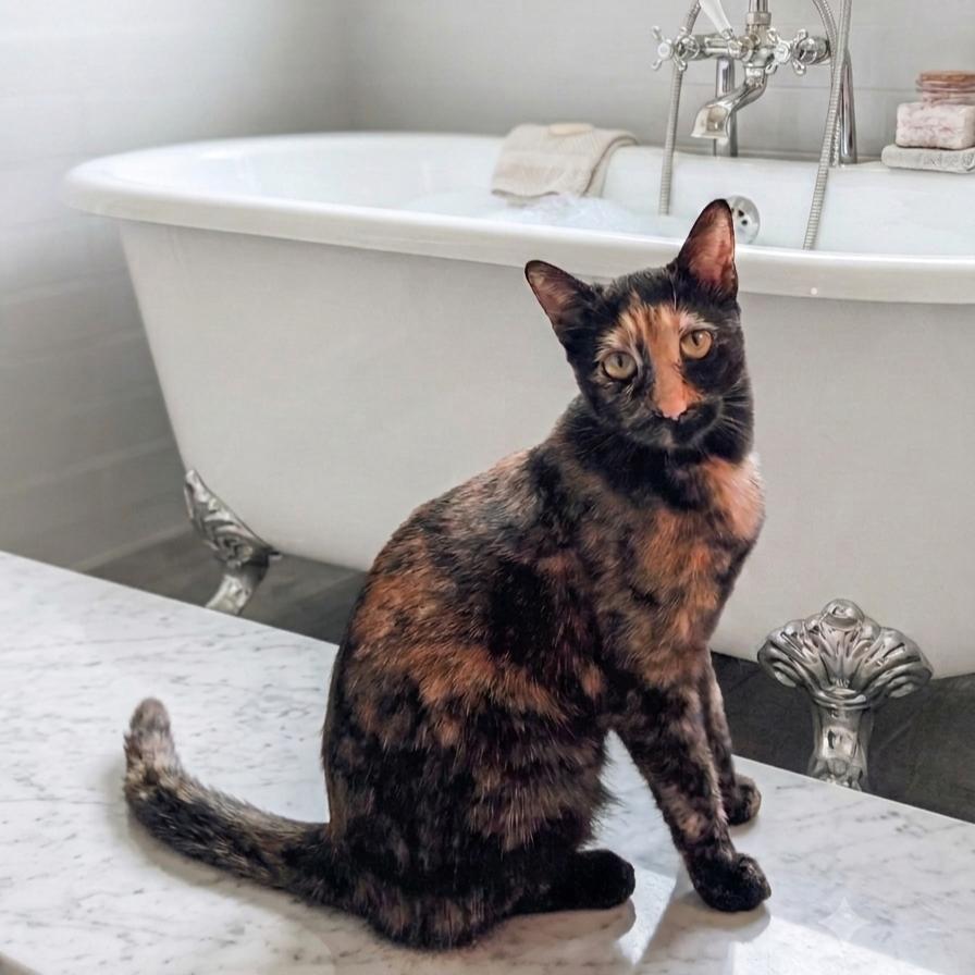 LuLu, Adoptable, Adult Female Tortoiseshell.