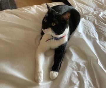 Biloxi, Adoptable, Young Female Domestic Short Hair.