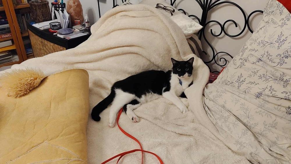 Enlarge Biloxi, a Adoptable Domestic Short Hair in Wheaton, IL image 2/4