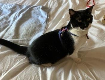 Enlarge Biloxi, a Adoptable Domestic Short Hair in Wheaton, IL image 3/4