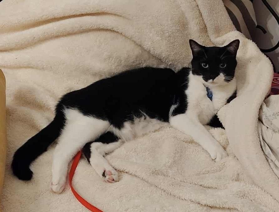 Enlarge Biloxi, a Adoptable Domestic Short Hair in Wheaton, IL image 4/4