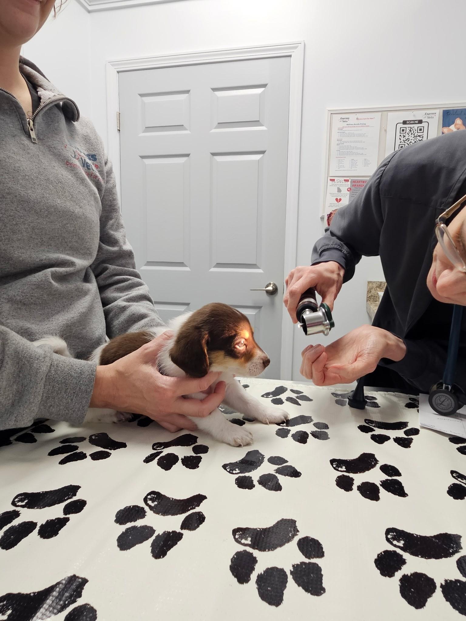 Colby Jack - a Baby Boy from the Cheese Family!, an adoptable Beagle, Pomsky in Buford, GA, 30519 | Photo Image 4