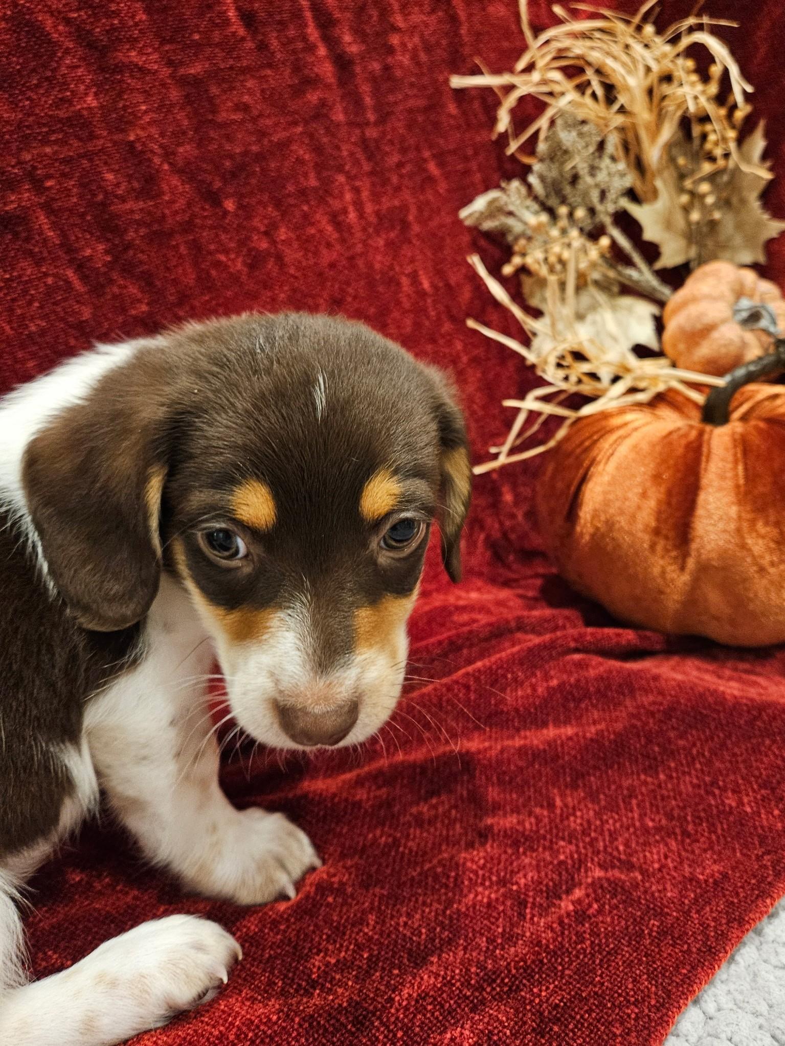 Colby Jack - a Baby Boy from the Cheese Family!, an adoptable Beagle, Pomsky in Buford, GA, 30519 | Photo Image 1