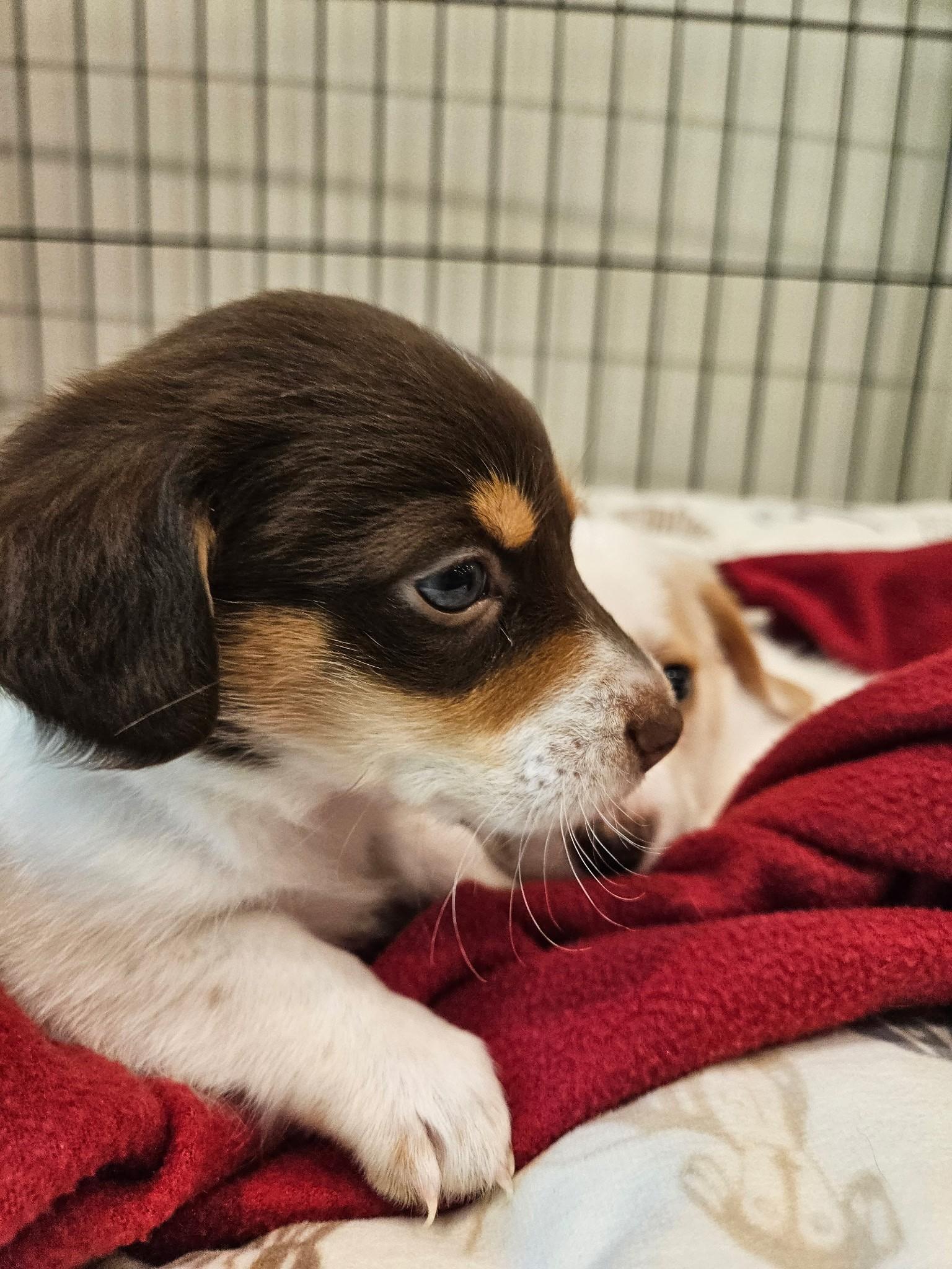 Colby Jack - a Baby Boy from the Cheese Family!, an adoptable Beagle, Pomsky in Buford, GA, 30519 | Photo Image 2