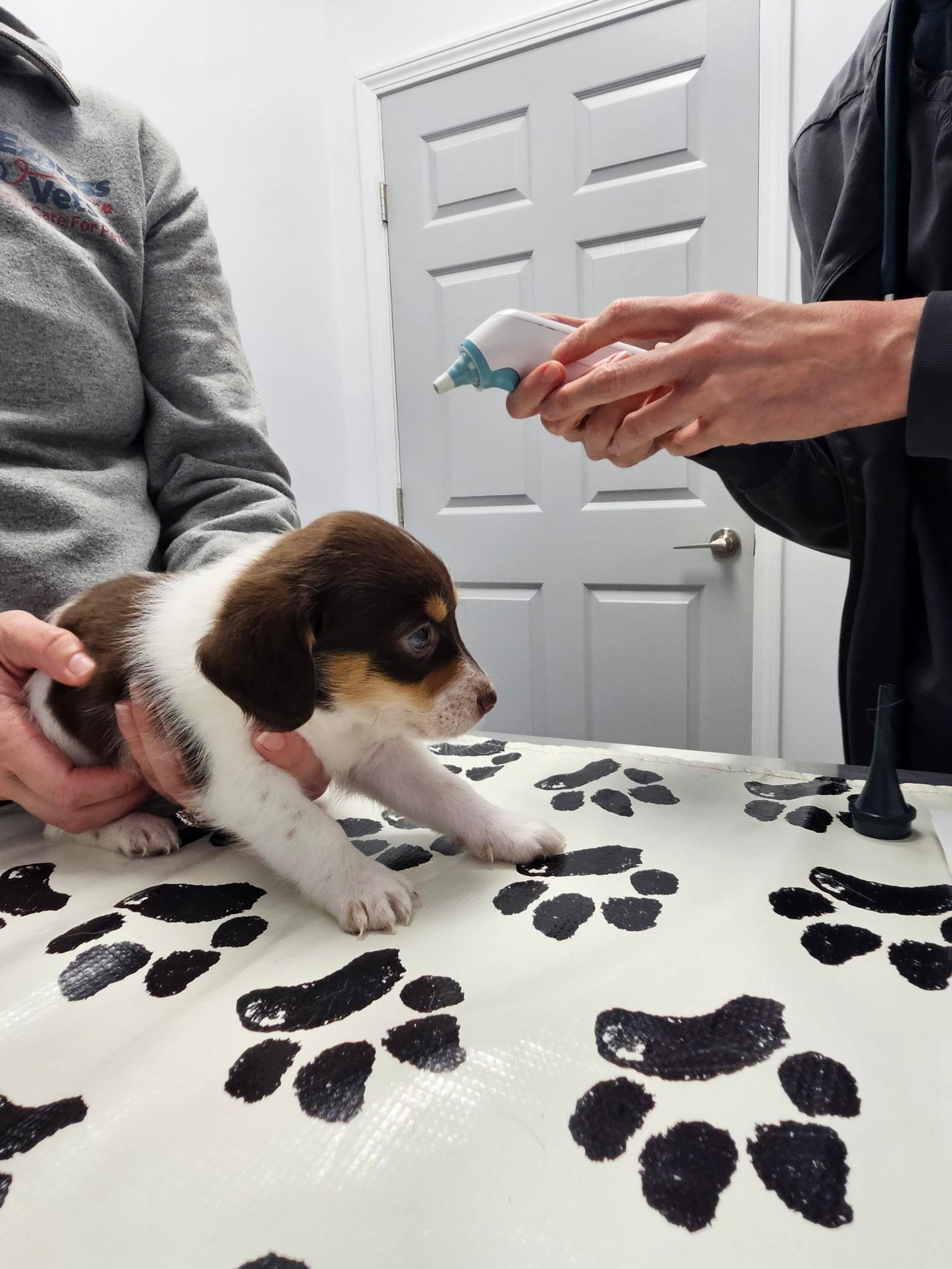 Colby Jack - a Baby Boy from the Cheese Family!, an adoptable Beagle, Pomsky in Buford, GA, 30519 | Photo Image 3