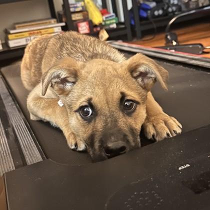 Jingle — thumbnail 2