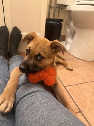 Jingle — thumbnail 3