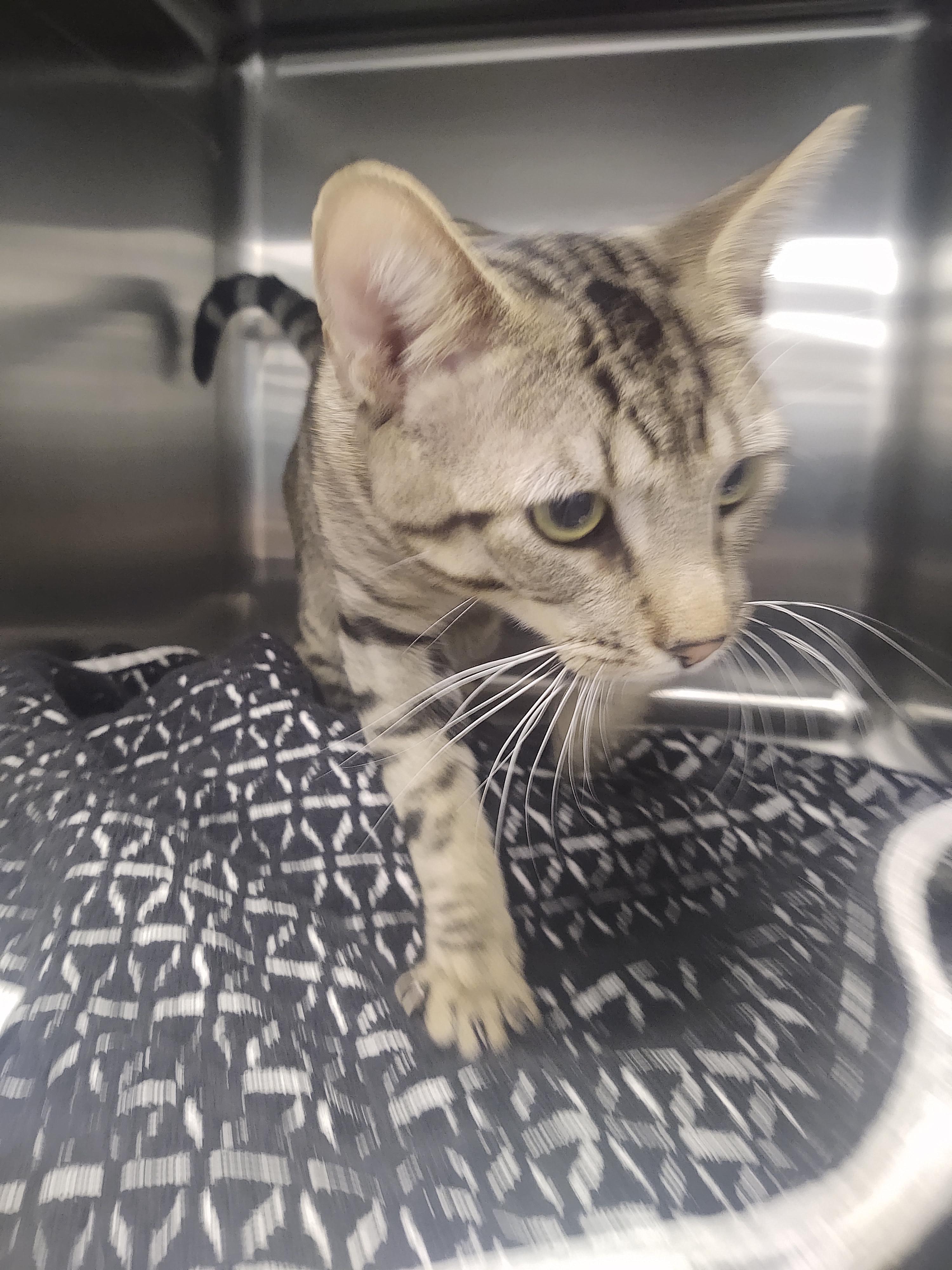 Odie (Bonded with Garfield) - Adoption Fee Sponsored by the ASPCA The Rescue Effect, Adopted, Adult Male Domestic Short Hair.