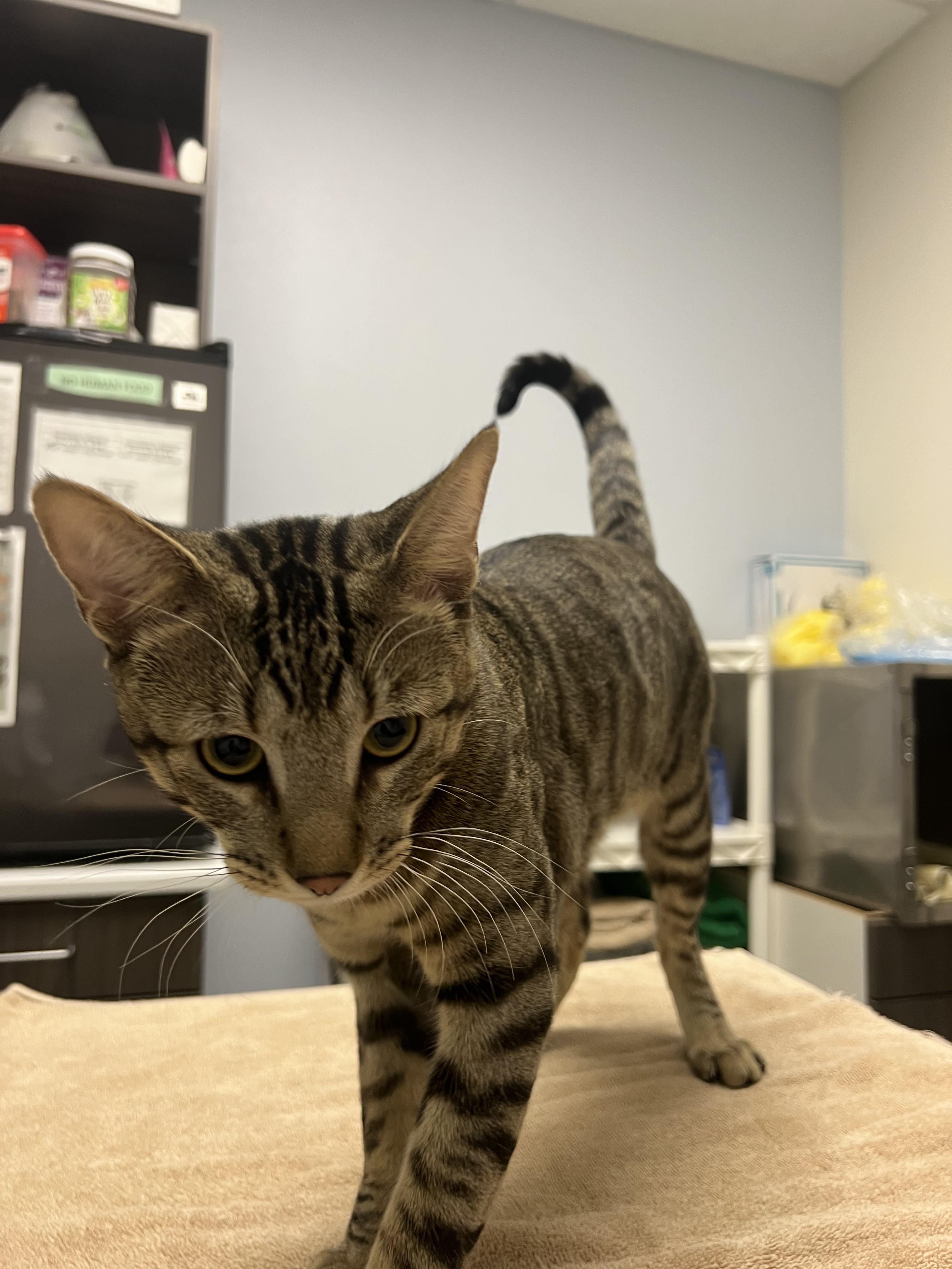 Odie (Bonded with Garfield) - Adoption Fee Sponsored by the ASPCA The Rescue Effect, a Adopted mixed breed in Chico, CA image 2/2