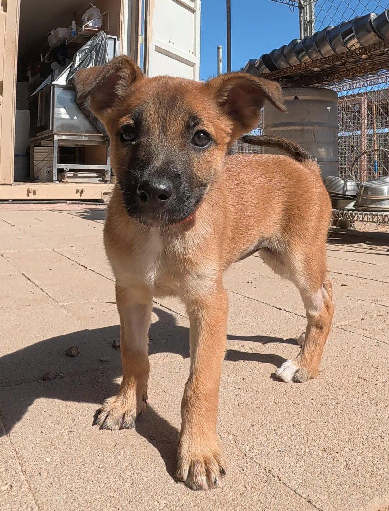 Enlarge Cayanne, a Adopted Belgian Shepherd / Malinois in Queen Creek, AZ image 1/3