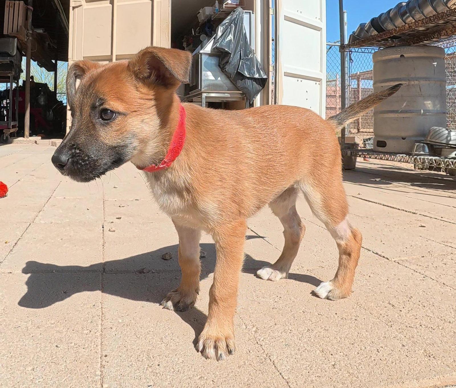 Enlarge Cayanne, a Adopted Belgian Shepherd / Malinois in Queen Creek, AZ image 2/3