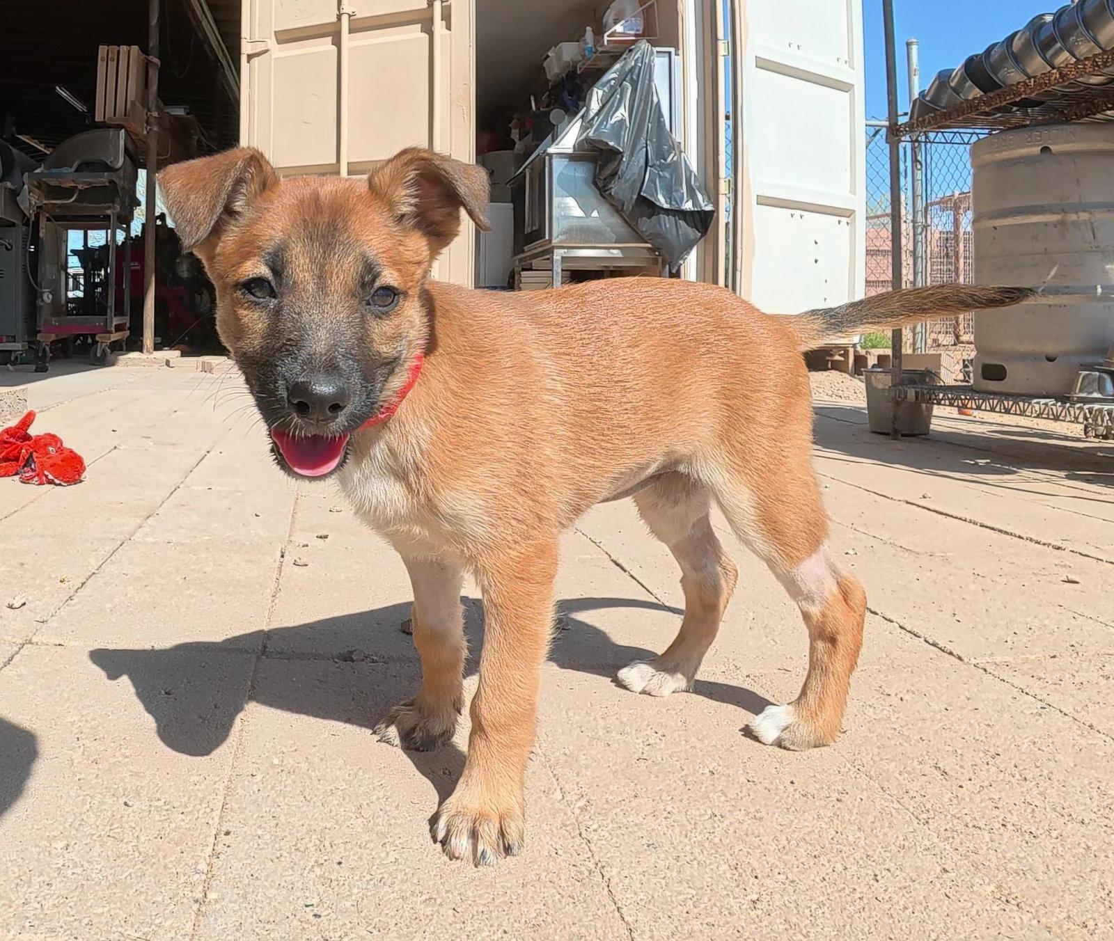 Enlarge Cayanne, a Adopted Belgian Shepherd / Malinois in Queen Creek, AZ image 3/3