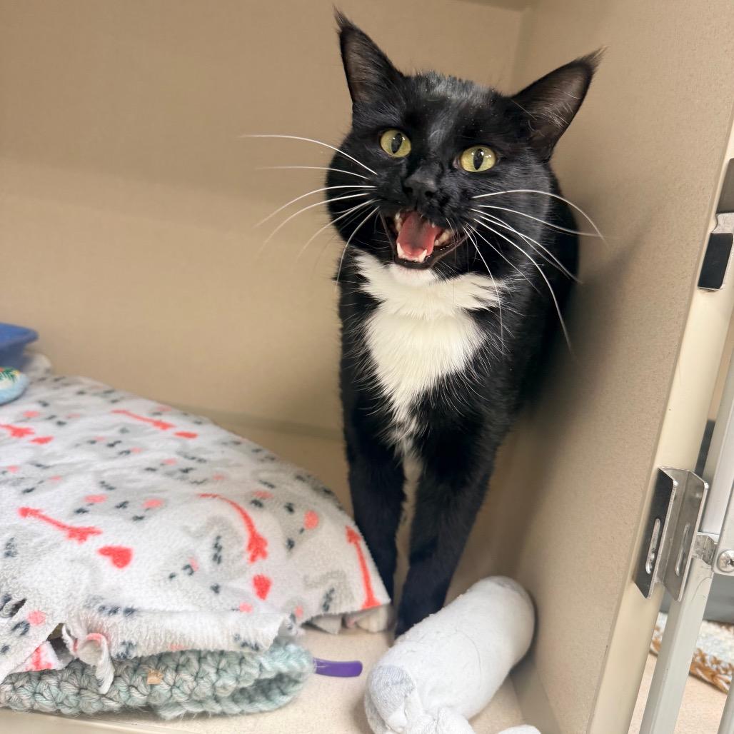 Meow Meow, Adoptable, Adult Female Domestic Short Hair.