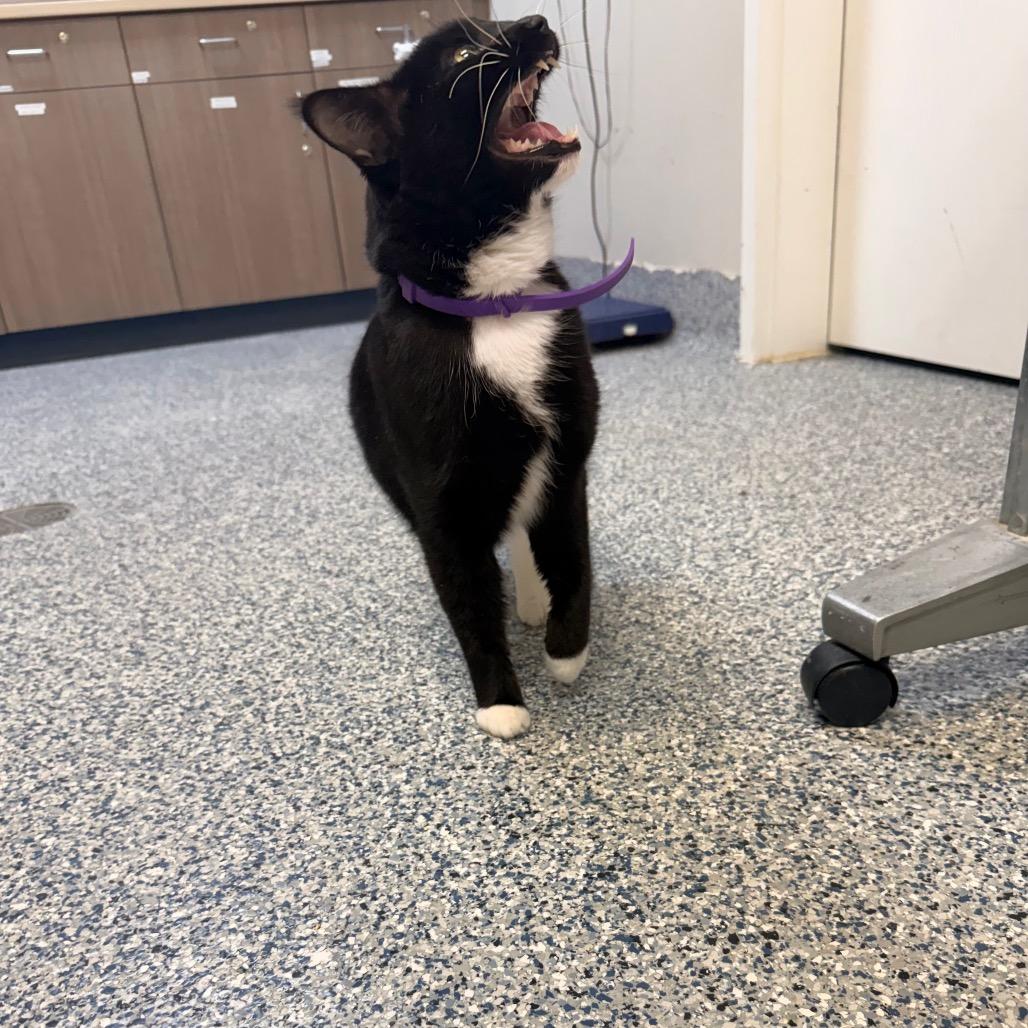 Enlarge Meow Meow, a Adoptable Domestic Short Hair in Great Falls, MT image 2/6