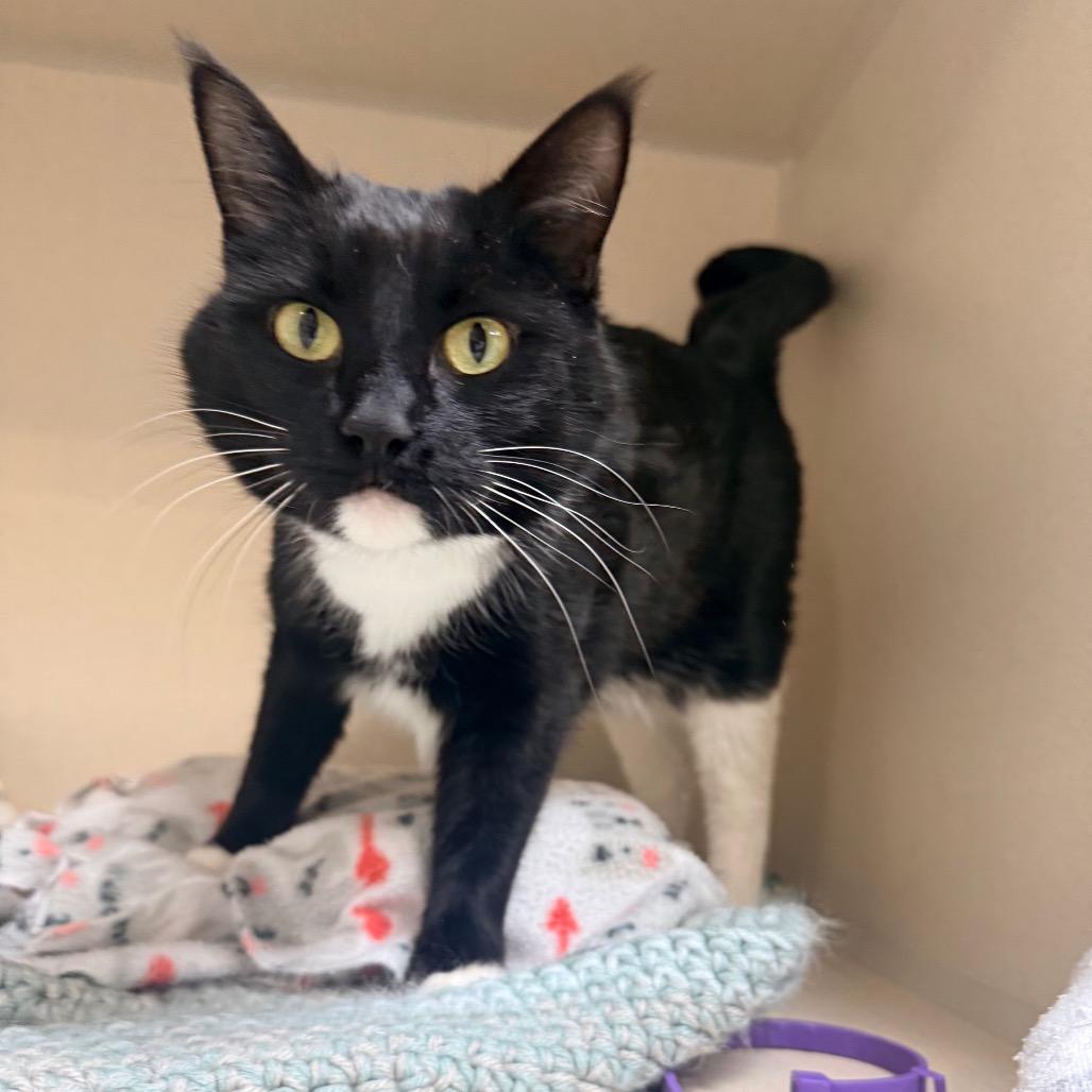 Enlarge Meow Meow, a Adoptable Domestic Short Hair in Great Falls, MT image 3/6