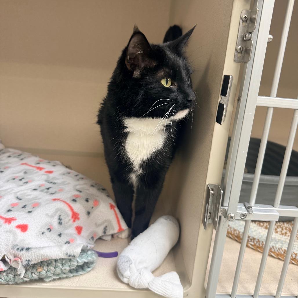 Enlarge Meow Meow, a Adoptable Domestic Short Hair in Great Falls, MT image 4/6